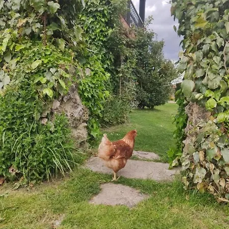 Costalago * Hontoria del Pinar